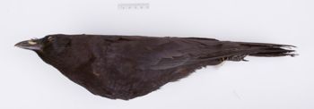 Media type: image;   Ornithology 201909